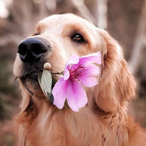 Meet your Posher, Morgan